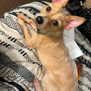 Lost Dog Prince