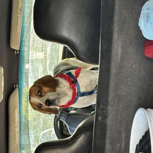 Image of Midas, Lost Dog