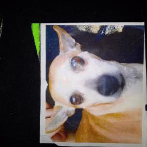 Lost Dog Burno