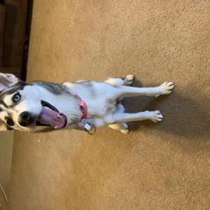 Lost Dog athena