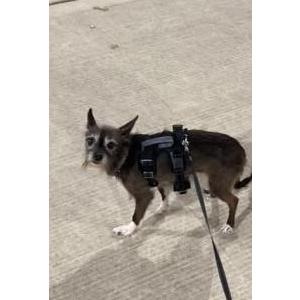 Lost Dog Trixie terrier mix