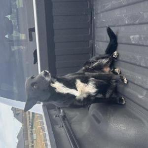 Found Dog Unknown