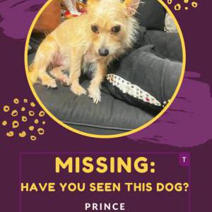 Lost Dog Prince