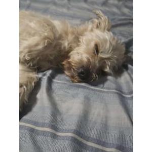 Lost Dog Groot