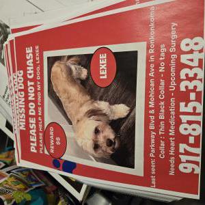 Lost Dog LEXEE