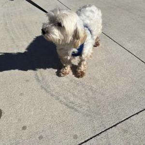 Image of Sebastian/ sammy, Lost Dog