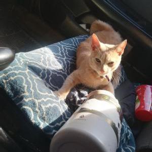 Image of King, Lost Cat