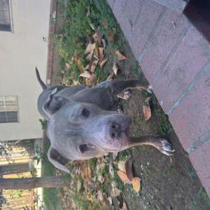 Found Dog Unknown