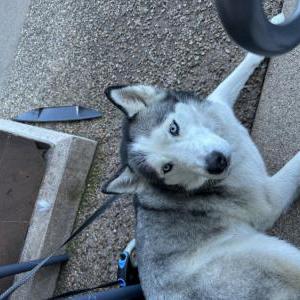 Lost Dog Winter