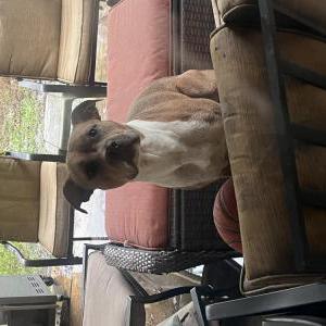 Found Dog Unknown