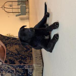 Image of Unknown, Found Dog
