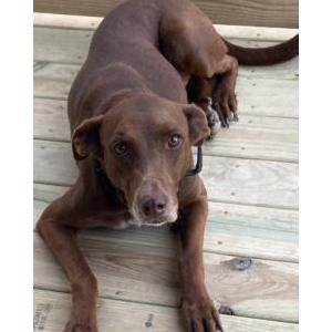 Lost Dog COCO