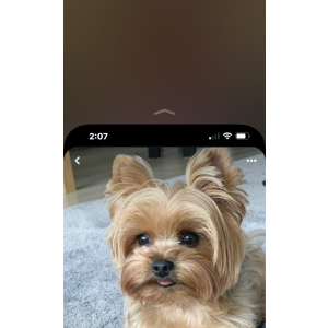 Lost Dog Bella Fonte Varner