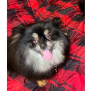 Lost Dog Minnie