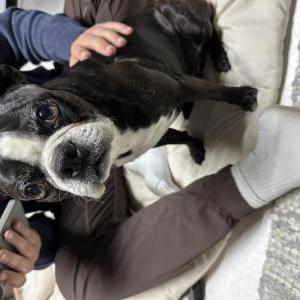 Found Dog Unknown