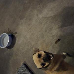 Lost Dog Zoey
