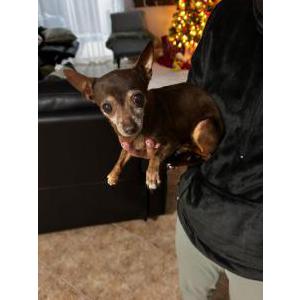 Found Dog Unknown