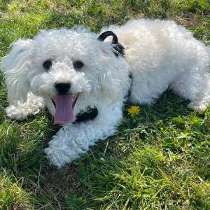 Lost Dog Maty