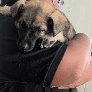 Found Dog Unknown