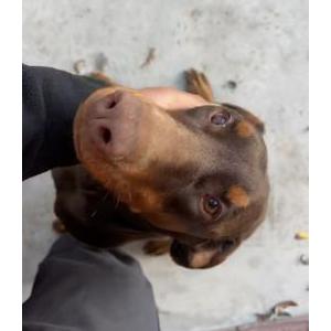 Lost Dog Roxy
