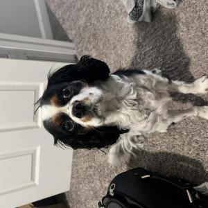 Lost Dog Sir Biscuit Gravy