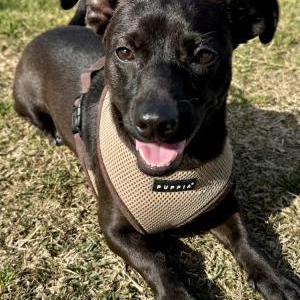Found Dog Unknown