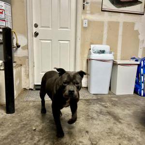 Found Dog Unknown
