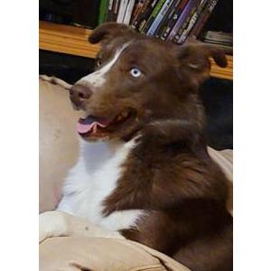 Lost Dog Scooby Doo