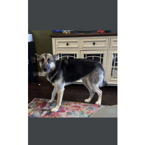 Lost Dog goostie