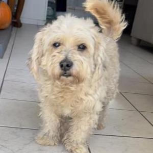Lost Dog Canelo