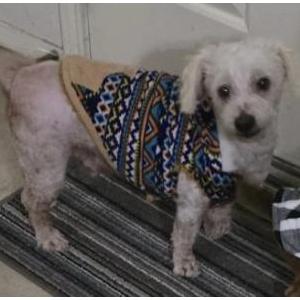 Lost Dog Bear