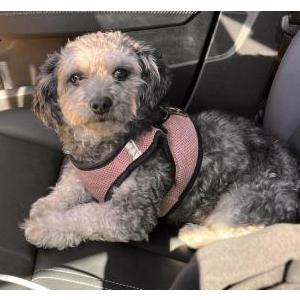 Lost Dog Milka