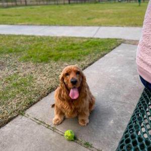 Lost Dog Ara