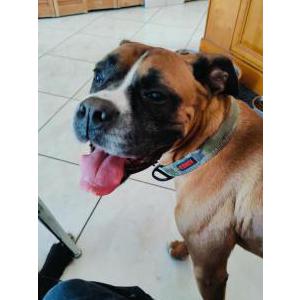 Lost Dog Unknown