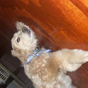 Found Dog Finn