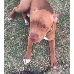Lost Dog TJ