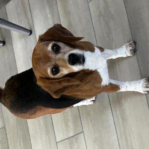Lost Dog Desi