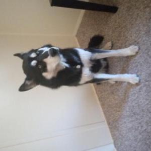 Lost Dog Jango