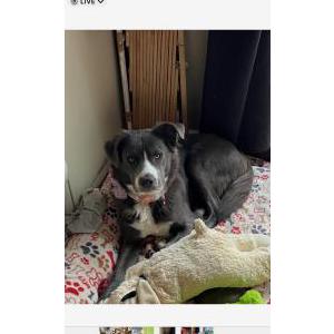 Lost Dog Nakita