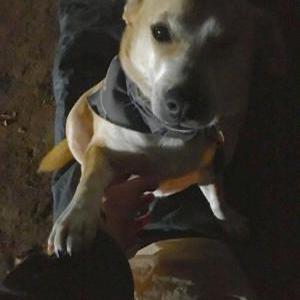 Lost Dog Marygold
