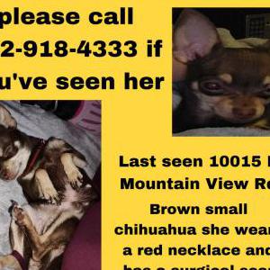 Lost Dog Tinier