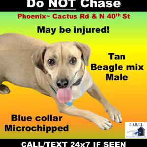 Lost Dog Herman