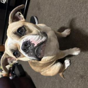 Lost Dog Lulu