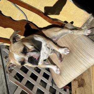 2nd Image of Lulu, Lost Dog