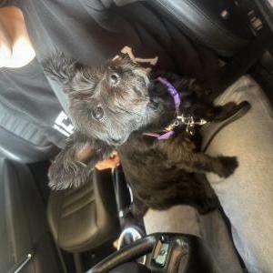 Found Dog Unknown
