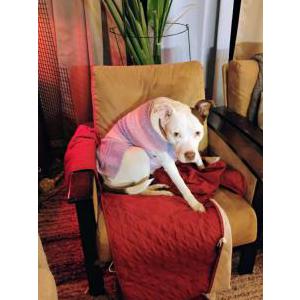 Lost Dog Nyla