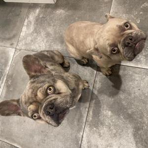 Lost Dog Charlie