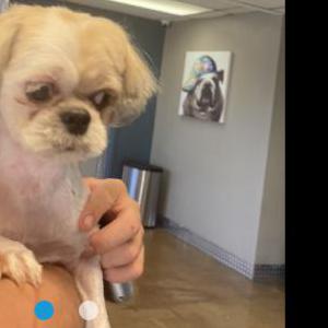 Lost Dog Lola