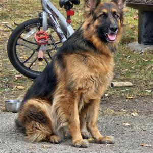 Image of Snickers, Lost Dog