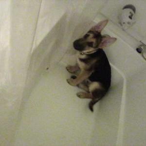 Lost Dog Prince